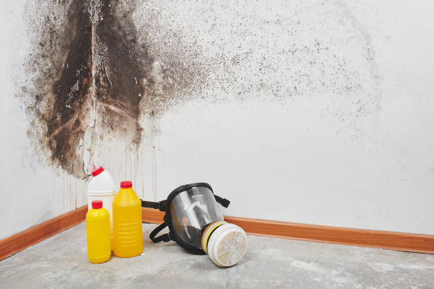 Best Professional Mold Removal  in Moreauville, LA