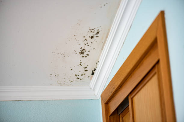Best Mold Removal Company Near Me  in Moreauville, LA