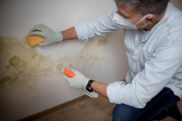 Best Toxic Mold Removal  in Moreauville, LA