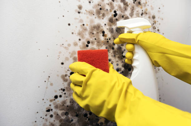 Best Residential Mold Removal  in Moreauville, LA