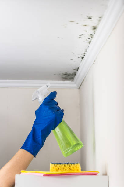 Attic Mold Removal in Moreauville, LA